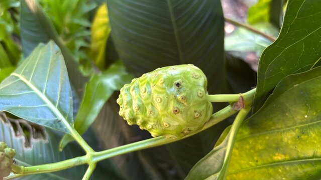 noni fruit on a plant with a natural background