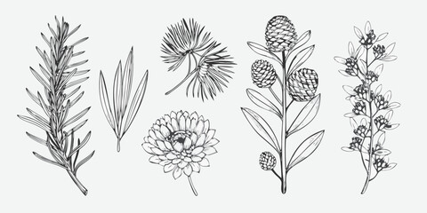 Vintage botanical illustration of various coniferous and flowering plants © Gita