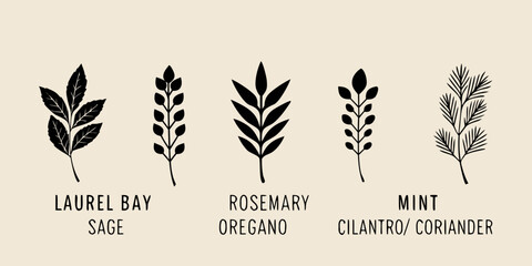 Botanical illustration of various herbs and their distinctive leaf shapes © Gita