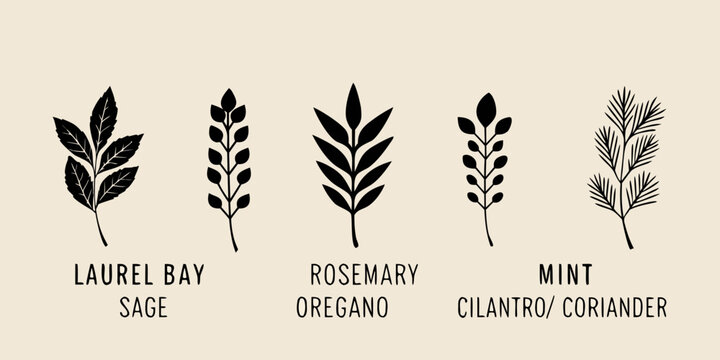 Botanical illustration of various herbs and their distinctive leaf shapes