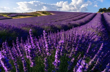 Fototapeta premium Close up view of vibrant purple lavender field under bright summer sky
