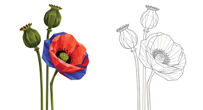 Artistic low poly illustration of red poppy flowers with green buds next to a detailed wireframe drawing of the same.