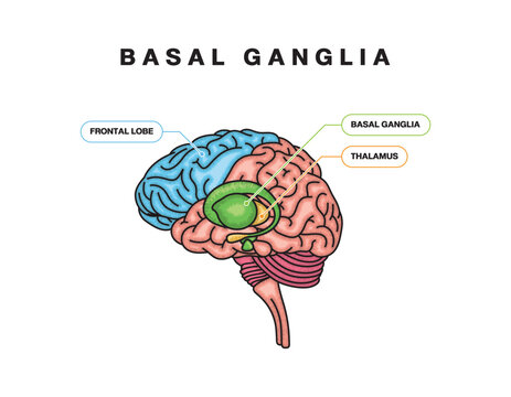 Basal ganglia or nuclei location and human brain structure outline diagram. Labeled educational scheme with head parts and frontal lobe or thalamus sections vector illustration. Medical organ parts.