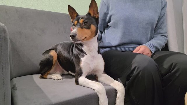 Man sitting on a couch and stroking his basenji dog