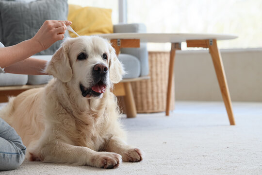 Owner applying spot-on flea medication on hair of dog at home