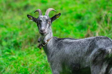 Fototapeta premium Goat head portrait in farm setting. Goat livestock animal with ear tag. Goat horned mammal in agriculture farming. Goat rural animal for farmer concept.