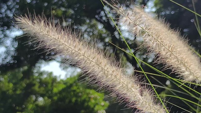 Stunning video footage real time of sunlit fountain grass swaying gently in soft breeze. The golden hour light creates beautiful bokeh background perfect for nature and tranquil themes