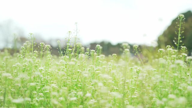 白い菜の花畑の風景