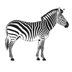 Fototapeta premium Zebra vector illustration of a striped wild animal standing in profile isolated on a white background with a clean black and white wildlife design style suitable for zoo or safari themed artwork