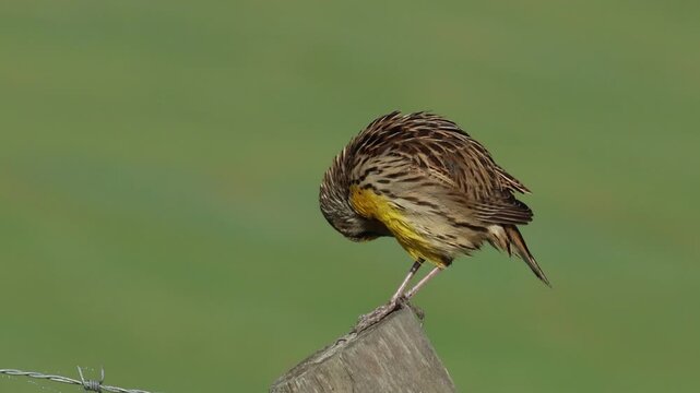 An Eastern Meadowlark, Sturnella magna, perching on a post singing and preening.