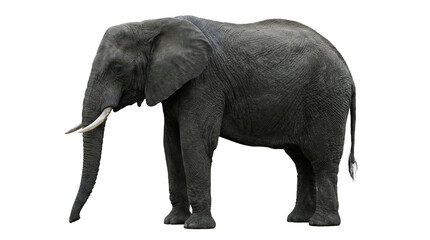Fototapeta premium An African elephant stands in a full-body side profile on Transparent Background.