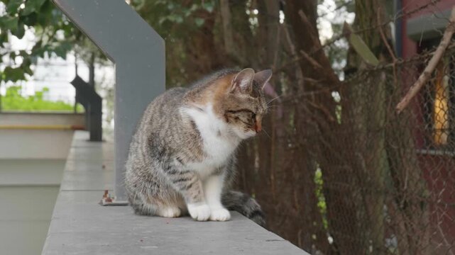 Stray Cat Settling Down to Rest on Top of a Wall