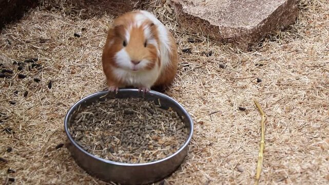 Close-up of a domestic Guinea Pig (Cavia porcellus) munching on dried hay and nutritional pellets from a food bowl, looking at the camera