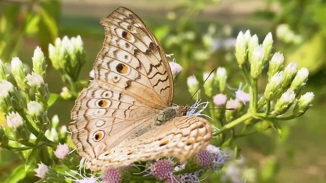 Grey pansy butterfly (Junonia atlites) on a Jack in the Bush flower, siam weed flower