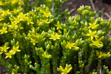 Obraz premium yellow flowers in spring