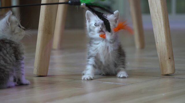Playful domestic kitten playing with a cat toy in a sunlit home environment.