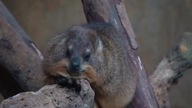 A Rock hyrax (Procavia capensis) rests on a rock surface, close up shot.