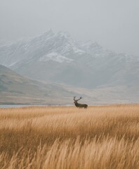 Fototapeta premium Wildlife Landscape Photography – Red deer stag standing in golden grass meadow with misty mountain backdrop