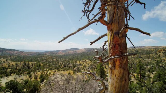 Footage of a weathered, leafless tree with twisted branches standing in the foreground of a scenic semi-arid landscape. Forested hills and valleys stretch into the distance under a clear blue sky.