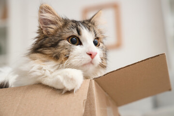 Obraz premium Fluffy cat in cardboard box at home