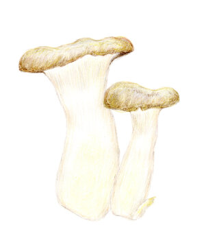 色鉛筆で描いたえりんぎの手描きイラスト