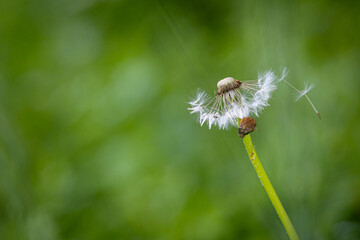 Dandelion (Taraxacum) seeds dispersing in a gentle breeze