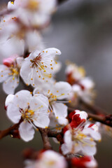 Naklejka premium White beautiful trees blooming. Cherry blooming on the green and blue background. Spring blooming. White blooming on trees. Fresh green and white flowers on the tree branches. 