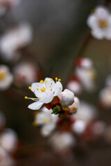 White beautiful trees blooming. Cherry blooming on the green and blue background. Spring blooming. White blooming on trees. Fresh green and white flowers on the tree branches. 
