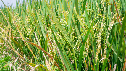 Obraz premium green rice field