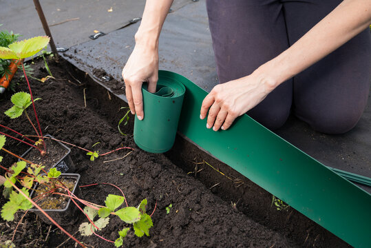 gardener install plastic grass edge around the tree in the garden