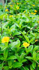 Fototapeta premium yellow flowers in the garden