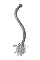 Obraz premium Cuphea viscosissima seed shape and mucilaginous thread, detailed microscopic sketch showing external form and hydrated thread extrusion upon wetting, old vintage illustration, 1897.