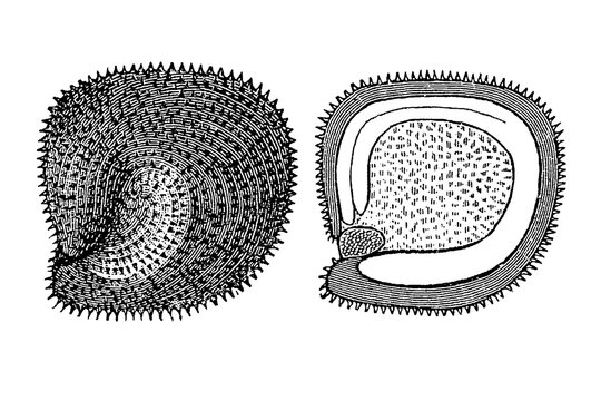 Agrostemma Githago seed shape and cross-section, detailed botanical illustration of reniform seed with spiny tubercles external and internal embryo structure, old vintage, 1897.