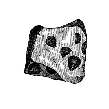 Potsdam sandstone with Lingula prima, detailed geological illustration of sedimentary rock containing fossil brachiopod shells, old vintage, 1897.