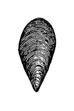Lingula antiqua, detailed fossil illustration of elongated spatulate brachiopod shell with concentric growth lines, old vintage, 1897.