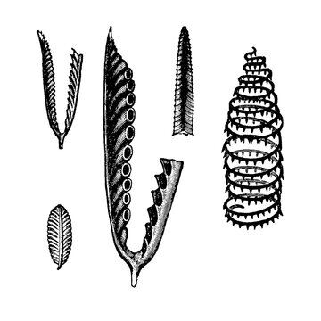 Graptolithus geminus, Graptolithus folium, Retiolites Geinitzianus, Graptolithus turriculatus, graptolite fossil species with intricate branching, old vintage illustration, 1897.