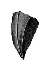 Streptelasma europaeum fossil coral, solitary horn-shaped rugose specimen with prominent septal ridges and calice depression, old vintage illustration, 1897. © Timofeeff