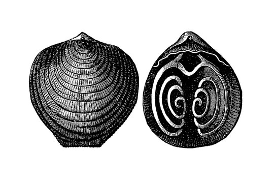 Atrypa reticularis brachiopod external shell and cross-section, detailed illustration showing concentric growth lines and internal spiral brachidia, old vintage illustration, 1897.