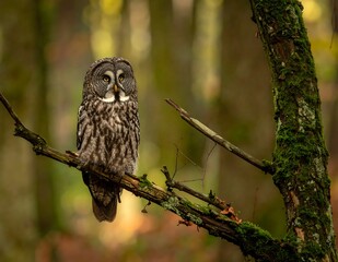 A serene owl perches on a mossy branch in a sunlit forest