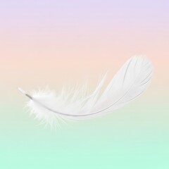 Obraz premium White feather on pastel colored background.