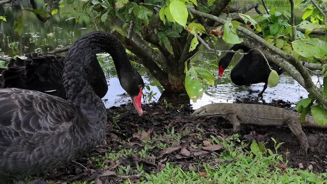 3 Black Swans and Water Monitor Lizard Foraging Near Pond &ndash; Wildlife B-Roll at Singapore Botanic Gardens in 4K