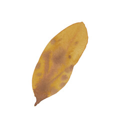Naklejka premium Brown Autumn Leaf, Hand-painted Watercolor Illustration