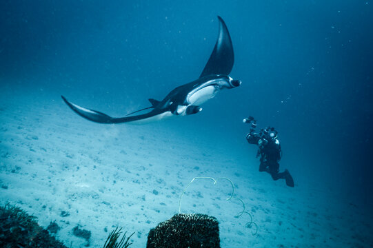 Photographer and Manta Ray at Manta Alley in Komodo National Park