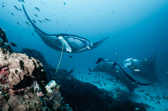 Manta Rays at Manta Alley in Komodo National Park