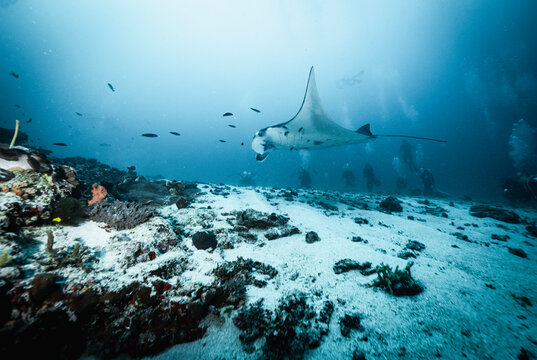 Manta Ray at Manta Alley in Komodo National Park