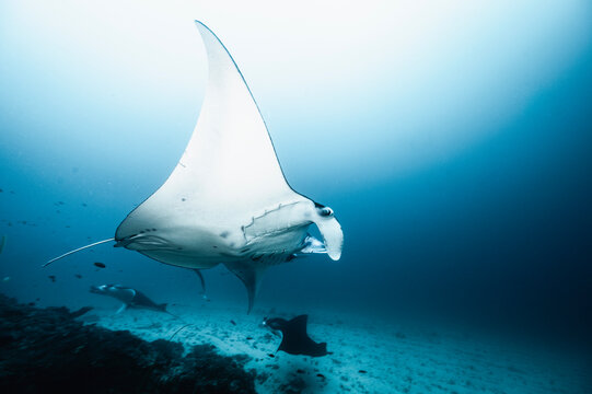 Manta Rays at Manta Alley in Komodo National Park