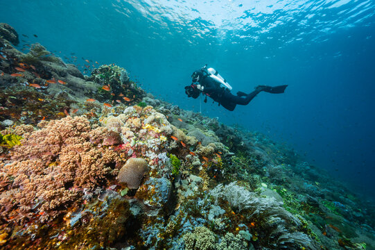 underwater photographer exploring the Komodo National park