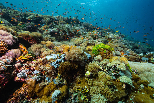 coral landscape at Komodo national park