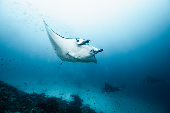 Manta Rays at Manta Alley in Komodo National Park