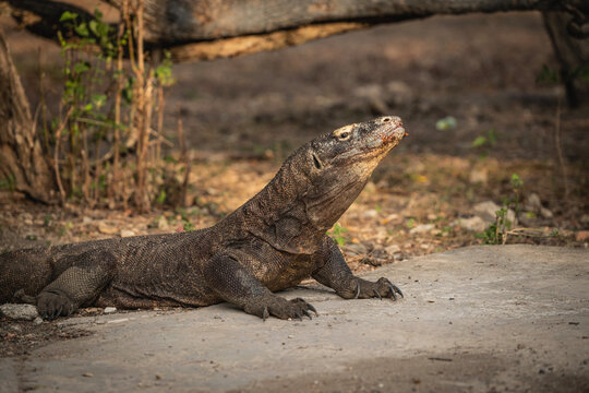 a Komodo dragon resting on Padar Island at Komodo national park